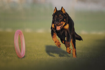 Beauceron french shepherd dog playing with a toy	