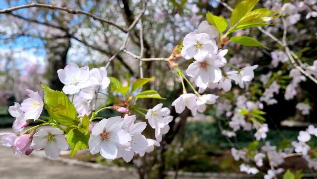 Beautiful cherry blossom branch in the garden in spring. The background of nature. Blossoming trees