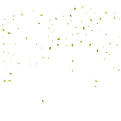 Leaves Green Falling Flying Foliage Leaf Tea Mint