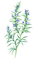 Watercolor branch of blooming rosemary isolated on white background. Vector herb illustration