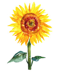 夏の向日葵　水彩イラスト