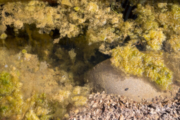 Outlet of the pipe transferring from the river to the lagoon