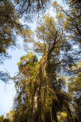 Fototapeta premium Old and big trees of the Albufera de Valencia nature reserve
