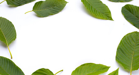 Fototapeta premium Mitragyna speciosa, Frame made of fresh kratom leaves on white background