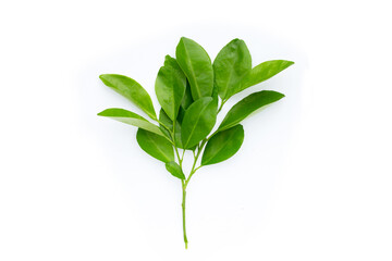 Citrus leaves on a white background. Top view