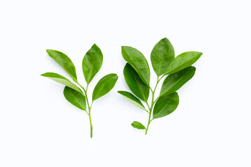 Citrus leaves on a white background. Top view