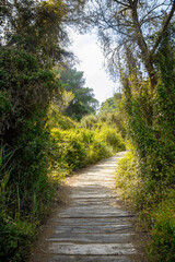 Botanical route walkway with wooden decking