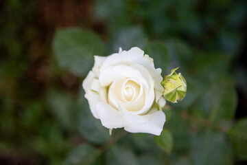 Top view of a small white rose .opening