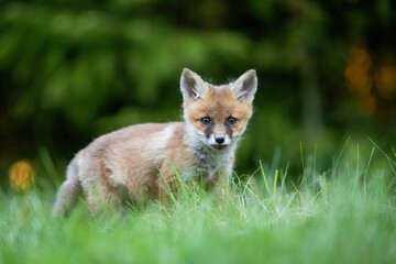 Naklejka premium Red fox kit in the forest environment
