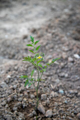 Small tomato plant recently planted in the vegetable garden at home.