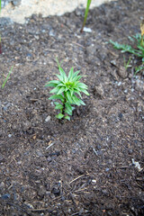 Flower of Lys Asiatica in full development process.