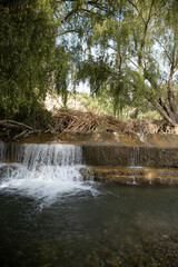 Obraz premium River with trees, trunks and branches after a flood