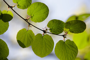 Cercidiphyllum magnificum, the large-leaf katsura or magnificent katsura tree. First green leaves  on a branch in early spring