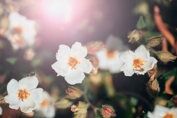 White flowers of Cistus ladanifer, flowering plant in the family Cistaceae in sunlight. Gum rockrose, labdanum, common gum cistus and brown-eyed rockrose