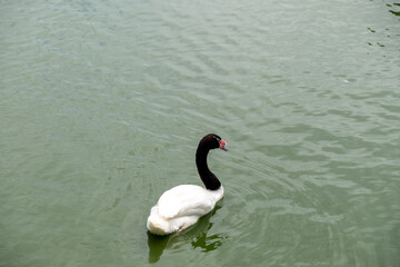 White swan red mount on the lake