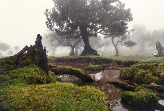 Wasserloch im Feenwald