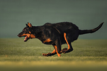Beauceron french shepherd dog running across the field