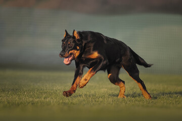 Beauceron french shepherd dog running across the field