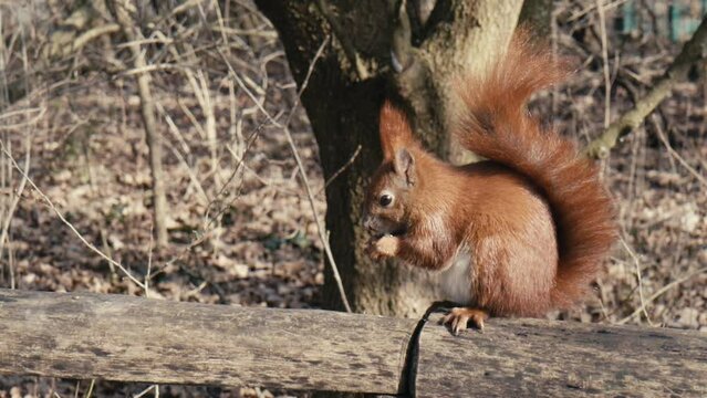 Red Squirrel sitting on a fence in Public Park Hasenheide in Berlin and eating in Slow Motion
