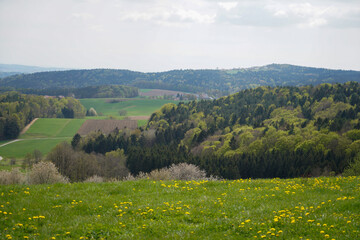 Fototapeta na wymiar Forest areas in Germany photographed in the spring month of May