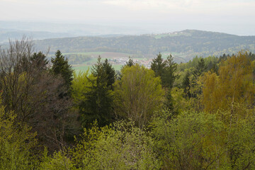 Forest areas in Germany photographed in the spring month of May