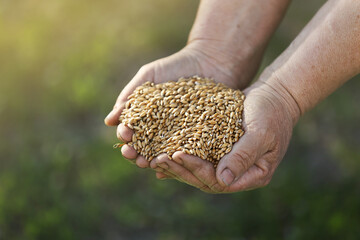 Wheat grains fall from old hand in the wheat field at the golden hour time. Concept of the peace. Close Up Nature Photo Idea Of A Rich Harvest.