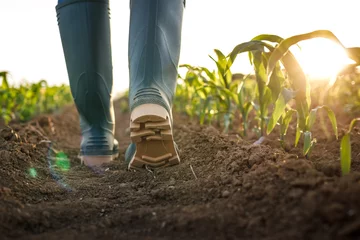 Fotobehang Rubber boot in corn field at sunset. Farmer walking at organic farm and inspecting growth of maize plant. Gardening and agricultural concept © encierro