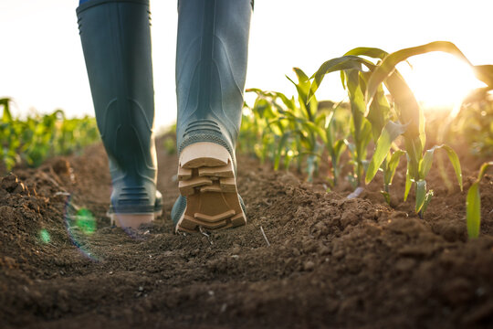 Rubber boot in corn field at sunset. Farmer walking at organic farm and inspecting growth of maize plant. Gardening and agricultural concept