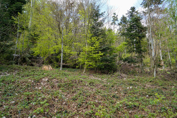 Forest areas in Germany photographed in the spring month of May