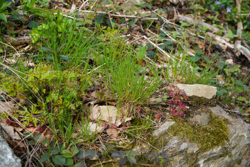 Forest areas in Germany photographed in the spring month of May