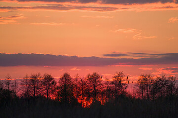 silhouette of trees against the backdrop of sunset