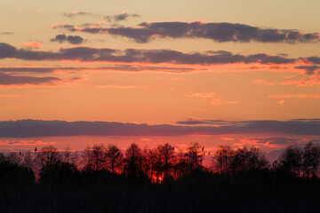 silhouette of trees against the backdrop of sunset