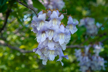 Flowers of paulownia (Latin Paulowania), or Adam’s tree or the Tree of Life (Japan, Kiri) - the...