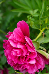 Rhododendren - Natur