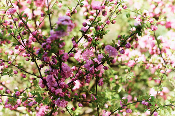 Bright red sakura flowers on a blurred green background. Abstract texture. Spring day.