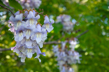 Flowers of paulownia (Latin Paulowania), or Adam’s tree or the Tree of Life (Japan, Kiri) - the most fast-growing tree