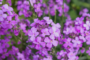 Purple flower background. Matthiola bloom in spring. Is also known as stock. Decorative plant is used in gardening. Landscape design concept.
