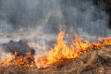 Strong fire on a field with grass in the forest. Forest fire. Fire element.