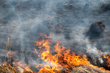 Forest fire burning field in spring. fell grass