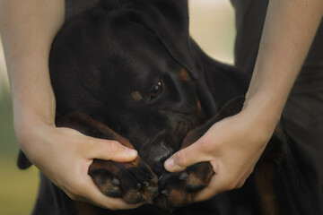 Funny beautiful dog rottweiler portrait
