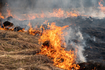 Forest fire close up. Dangerous fire burns on dry grass in the forest.