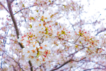 満開の桜の白い花びら