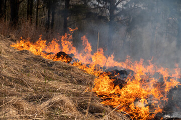 Strong fire on the field. Burning grass in the forest. Close-up