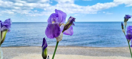 beautiful large size purple iris flower against the background of the blue sea and white clouds
