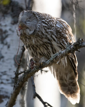 Ural owl eating guts out of the mouse