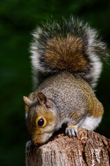 A Grey squirrel on a post feeding