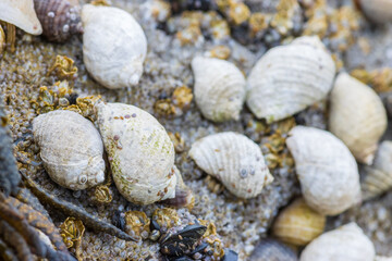 Dog whelks on rocky coastline