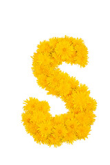 The English alphabet of dandelion flowers. Letter S