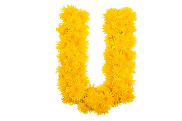 The English alphabet of dandelion flowers. Letter U
