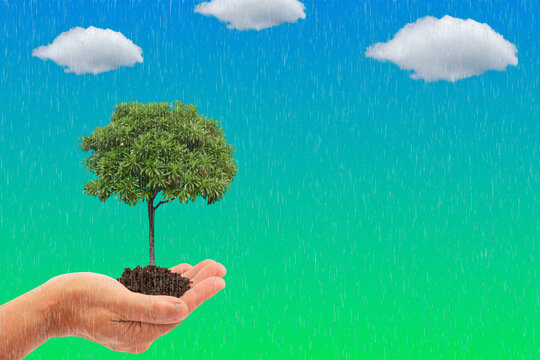 Tree on hands and rain on blue background (World Ozone Day Concept)